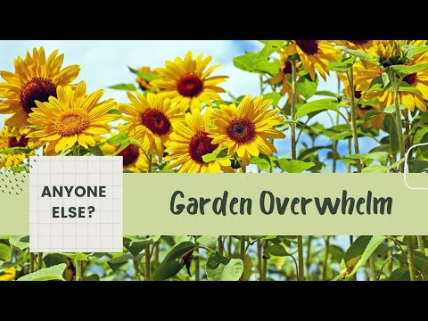 Sunflowers & Stress! Lets Chat- Real Life Garden Talk