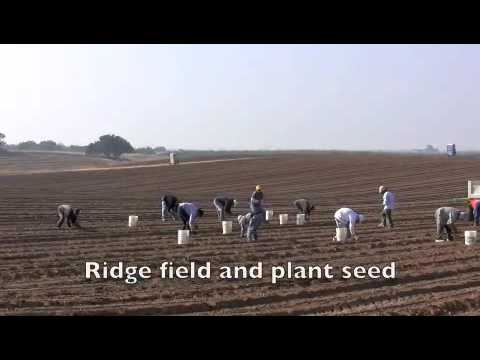 Almond Nursery planting-establishment