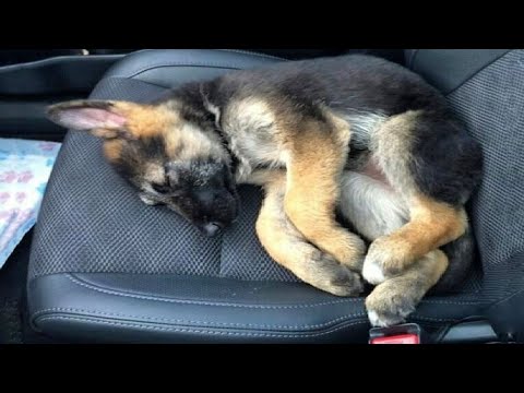 Funniest & Cutest German Shepherd Videos #2 - Puppy Videos 2020