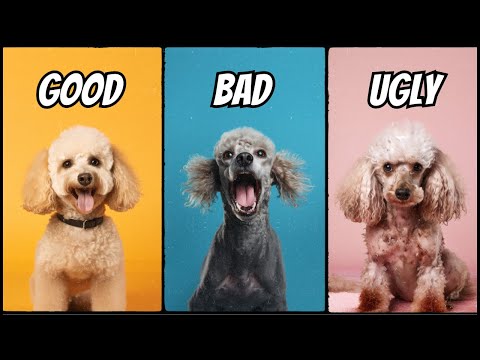 Owning a Poodle: The Good, The Bad, The Ugly