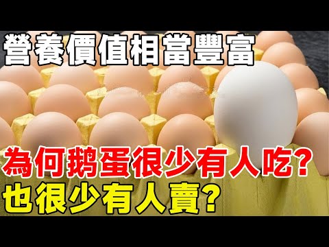 營養價值相當豐富，為何鹅蛋很少有人吃？ 也很少有人賣？#科普頻道 #科普