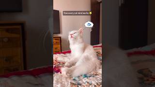 How every cat mind works 🐱 #meow #catvideos #catmind #catlover #catshorts #catfluencer #halfpersian