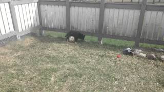 Lapponian herder with football