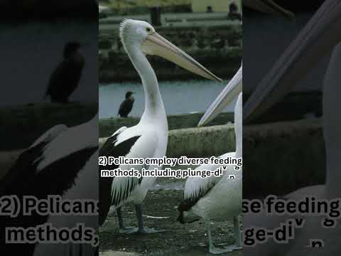 2 Facts That You Never Knew About Pelicans|| #shorts #shortsfeed #viral #trending #facts #pelicans