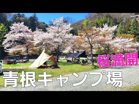 【神奈川県】桜吹雪と春の露🌸【お花見】【ソロキャンプ】【道志川】