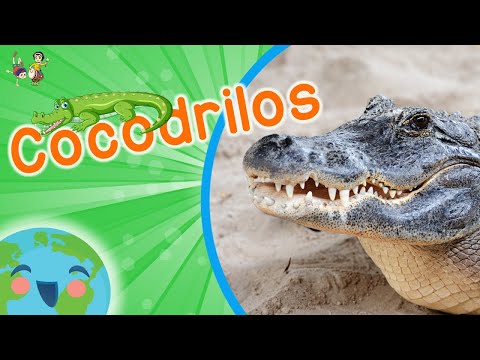 Cocodrilos para Niños - Los Animales para Niños (Video Educativo para Niños)