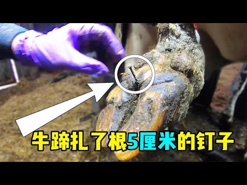 牛蹄扎了根5厘米的钉子，看修蹄小哥然如何拔掉，过程十分的解压