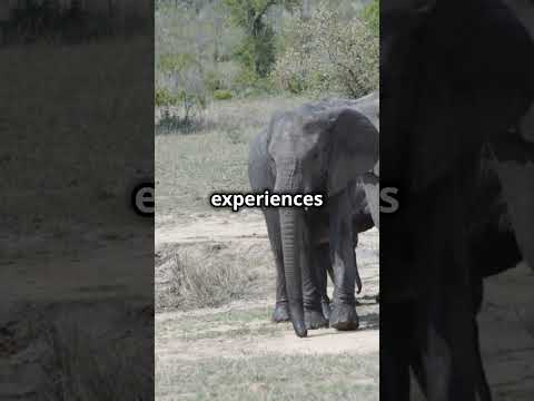 You Won't Believe How Elephants Store Memories! #Elephants #AnimalMemory