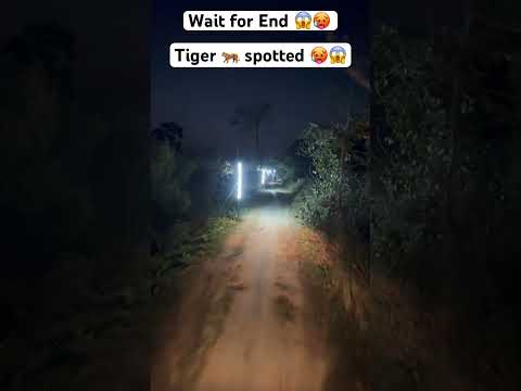 Tiger 🐅 gaya Gadi ke samne se 😱🥵#trending #viral #youtubeshorts #subscribe #shorts