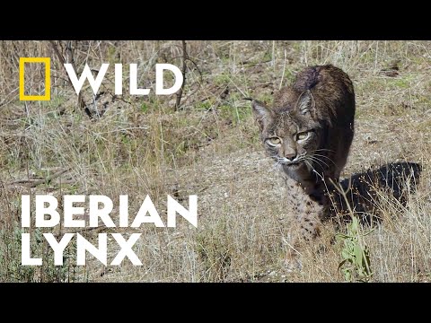 Iberian Lynx Hunts a Rabbit | Incredible Europe | National Geographic WILD UK