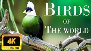 4k ultar video Agriculture and amazon birds Animal world #discovery #waterfall