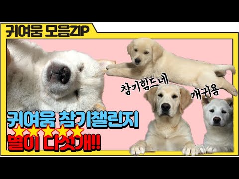 귀여움 참기 챌린지 / 귀여움 모음ZIP / 개어려움