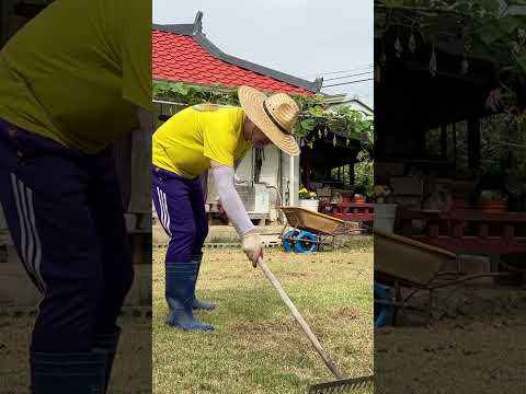 잔디 깍는 주기 / 짧고 늘 푸른 잔디 관리 / lawn gardening #shorts