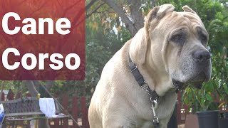 A day with Uso my Cane Corso Italian Mastiff