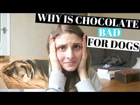 WHY IS CHOCOLATE BAD FOR DOGS - QUESTIONS ANSWERED