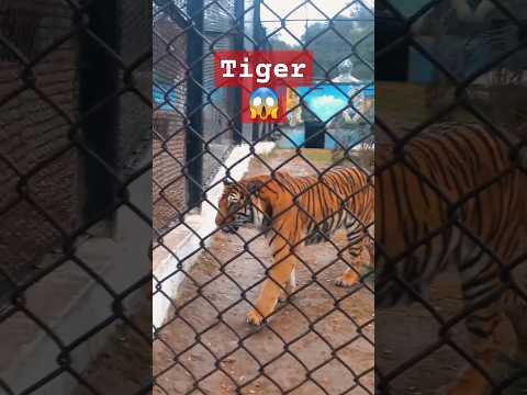 Angry Tiger🐯| Ayub Park| #youtubeshorts