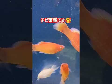 [金魚]　熱帯魚　金魚混泳できます🥰東錦の子供1ぴきだけ育っています🤩