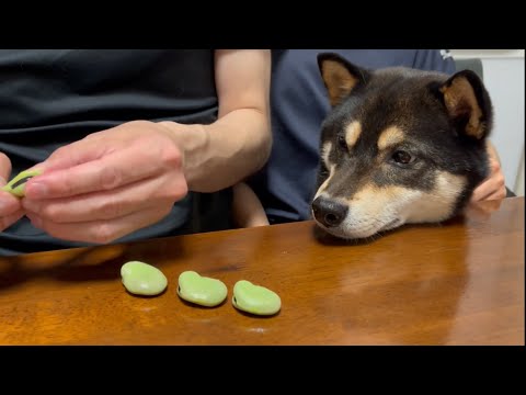 【3150‼︎】黒柴タケル、そら豆の素焼きに舌鼓を打つ。