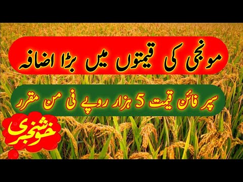 Rice price in Pakistan today 2024|Super fine rice price|Rice price in India|Punjab agriculture