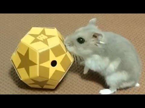 【ロング】甘えん坊ハムスターと遊ぶ（ピク）#ハムスター #遊ぶ#可愛い#癒し#hamsters #cute