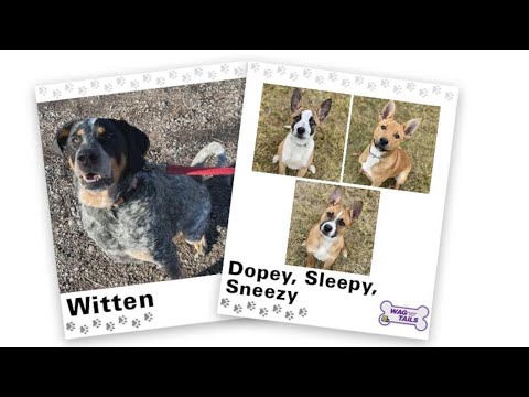 WAGNER TAILS: Witten and Dopey, Sleep, Sneezy