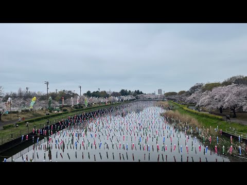 Cherry blossom festival in Japan - Part 2 - Journeys in Japan #43