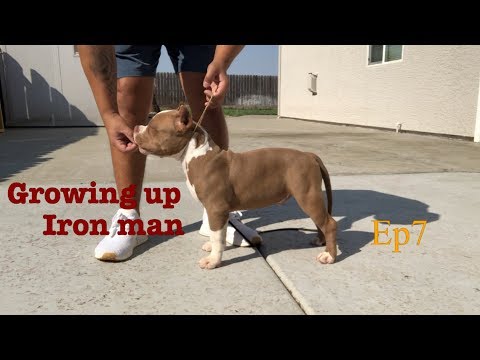 Growing Up Iron Man Ep 7