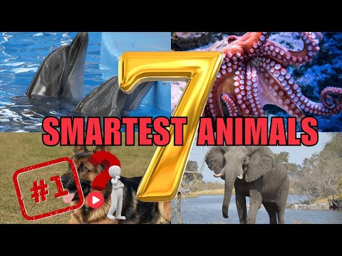 Top 7 smartest animals on earth  Mind blowing animal intelligence