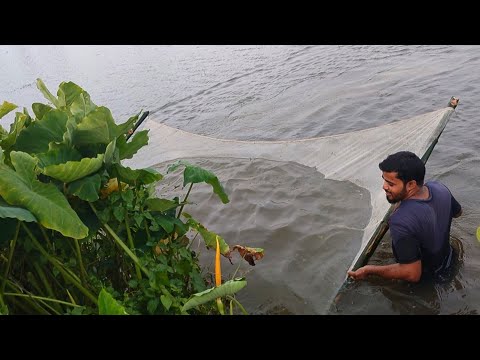 net fishing in river | net fishing in village | amazing net fishing video #fish #fishing #netfishing