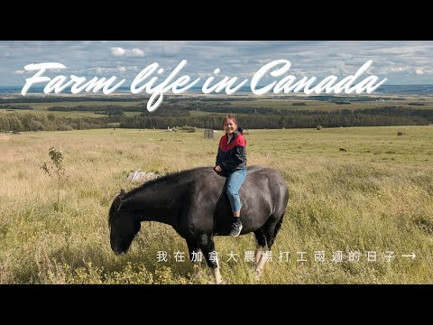 加拿大VLOG｜在加拿大體驗農場打工換宿，每天和動物與自然為伍 Farm Life in Alberta, Canada ｜馨蒂 Cindy