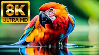 1000 BEAUTIFUL ANIMALS VIDEO 8K ULTRA HD - With Nature Sounds (Colorfully Dynamic)