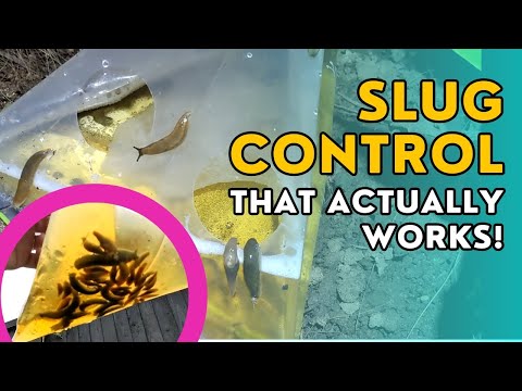 How to effectively control slugs in your garden