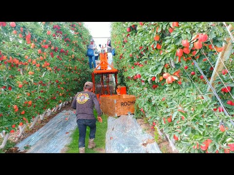 Amazing Apple Harvesting and Processing Process. Incredible Modern Agriculture Equipments