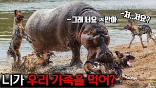 하마를 잘못 건드린 하이에나의 끔찍한 결말