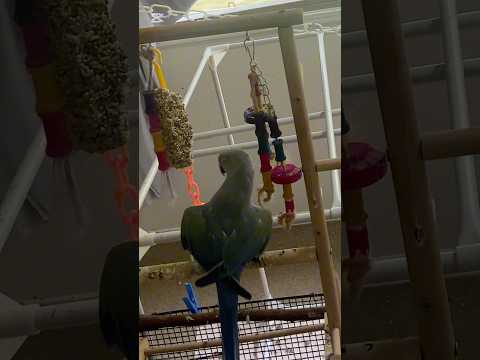 🐦Buddy my Indian Ringneck #talkingparrot #indiaringneck #shorts #parrottalking #parrotshorts #pets