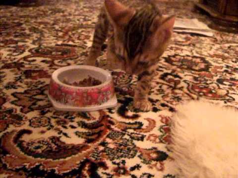 Malachi attempts to bury his leftovers.