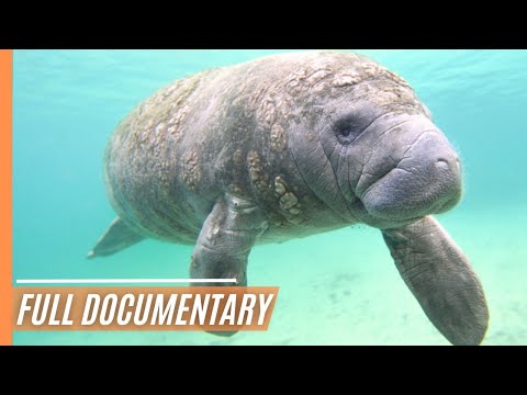 Marvelous Manatees: Gentle Giants of the Sea | Full Documentary