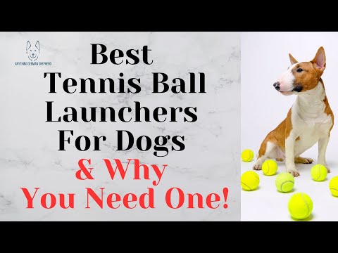 Best Tennis Ball Launchers For Dogs & Why You Need One!