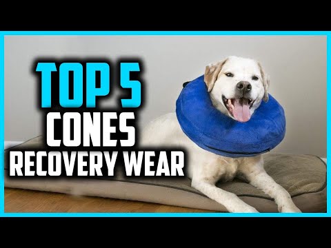 ✅Top 5 Best Cones and Recovery Wear for Dogs in 2024