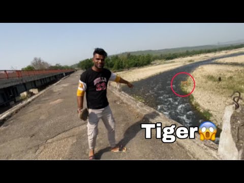 Tiger dikh gya😳 | Rishikesh 🏔️ | @NishusVlogs