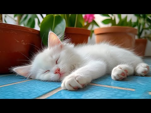 12 Hours Of Cat Healing Music 🐈Soothing Sounds for Deep Relaxation And Sleep With Soothing Piano