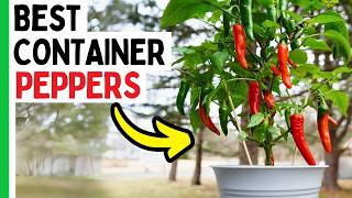 6 Pepper Varieties That THRIVE In Containers