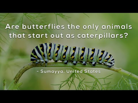 Are butterflies the only animals that start out as caterpillars?