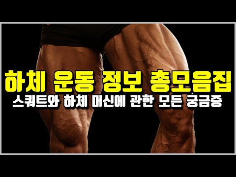 허벅지 발달을 위한 모든 것[스쿼트 완전 정복, 스쿼트vs레그프레스vs핵스쿼트, 스쿼트보다 좋은 머신 종류 등]