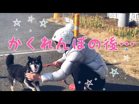 【黒柴・保護犬】かくれんぼの後に文句を言う黒柴shibainu