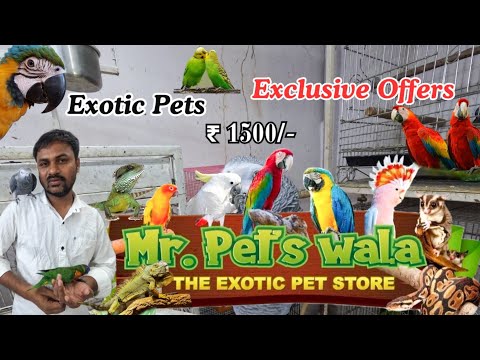 Exotic Pets shop in Mumbai / All Exotic birds / freefly birds /  Animal ,Birds / Hrutik kadam