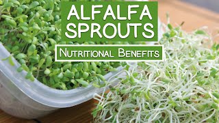 Alfalfa Sprouts, Best Quality to Consume for Highest Health Benefits