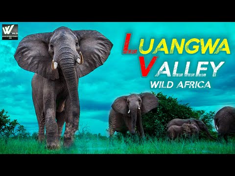 अफ्रीका के जंगली जानवर - लुआंगवा घाटी जंगली अफ़्रीका -Luangwa valley Wild Africa - World Documentary