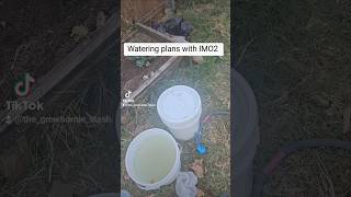 Feeding plants with IMO2 #organicinputs #nutrients #naturalfarming