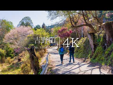 [Cherry blossom view of Mt. Yoshino] Walk from Shimosenbon to Kamisenbon - JAPAN in 4K